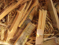 bamboo wastes
