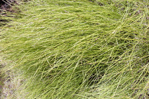 grass material