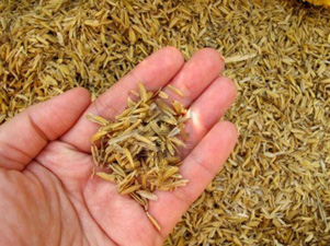 raw material rice husk