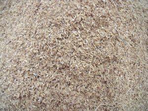 rice husk rice husk