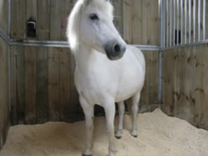 straw pellets for horse bedding 