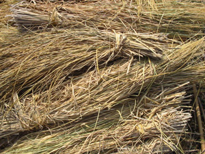 raw material-straw